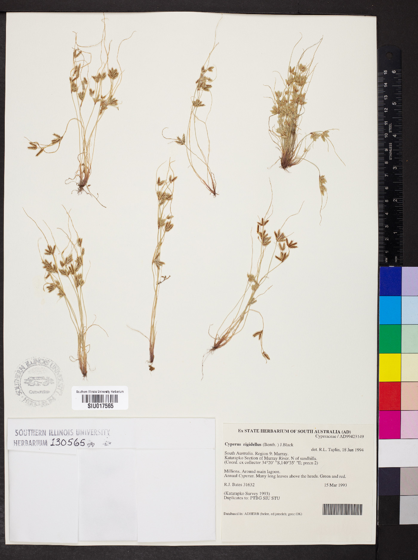 Cyperus rigidellus image