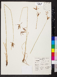 Cyperus victoriensis image