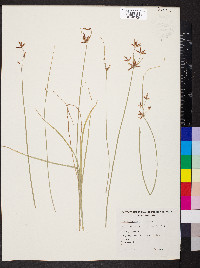 Cyperus victoriensis image