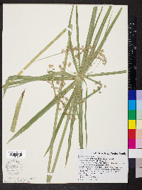 Cyperus papyrus image