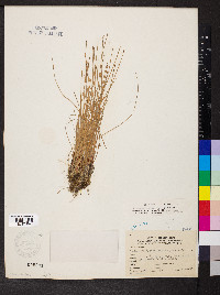 Eleocharis compressa image