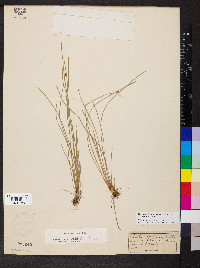 Eleocharis compressa image