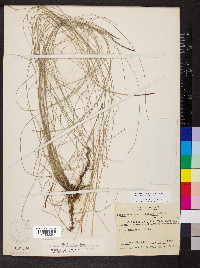 Eleocharis compressa image