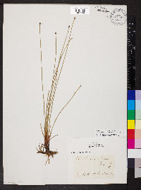 Eleocharis compressa image