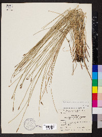 Eleocharis erythropoda image