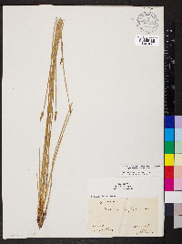 Eleocharis compressa image