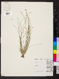 Eleocharis ovata image