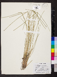 Eleocharis ovata image