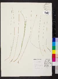 Eleocharis wolfii image