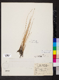 Eleocharis compressa image