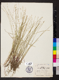 Eleocharis wolfii image