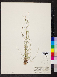 Eleocharis tenuis image