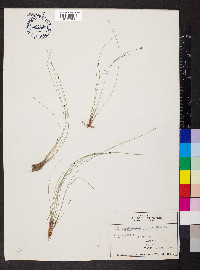 Eleocharis tenuis image