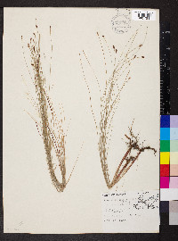 Eleocharis tenuis image