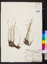 Eleocharis tenuis image