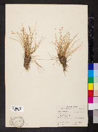 Eleocharis albida image