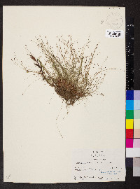 Eleocharis baldwinii image