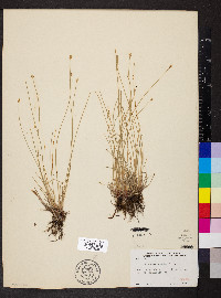 Eleocharis erythropoda image