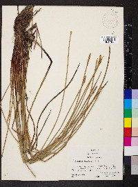 Eleocharis cellulosa image