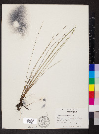 Eleocharis cellulosa image