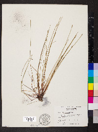 Eleocharis cellulosa image