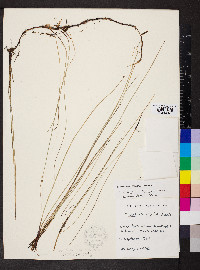 Eleocharis elliptica image