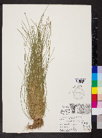 Eleocharis obtusa var. obtusa image