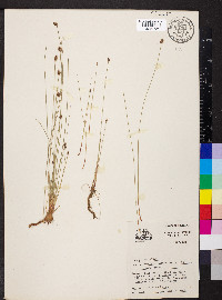 Eleocharis obtusa var. obtusa image