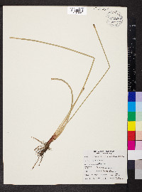 Eleocharis macrostachya image