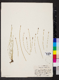 Eleocharis macrostachya image