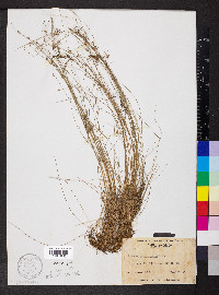 Eleocharis microcarpa image