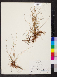 Eleocharis montevidensis image