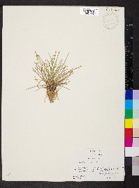 Eleocharis olivacea image