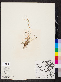 Eleocharis ovata image