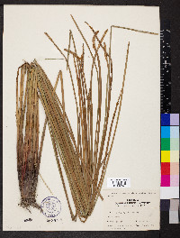 Eleocharis quadrangulata image