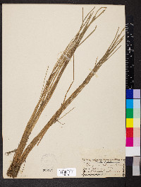 Eleocharis robbinsii image