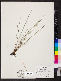 Eleocharis robbinsii image