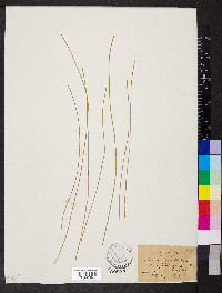 Eleocharis rostellata image