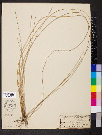 Eleocharis rostellata image