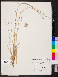 Eriophorum spissum image