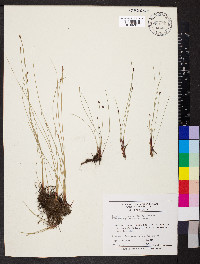 Eleocharis tenuis image