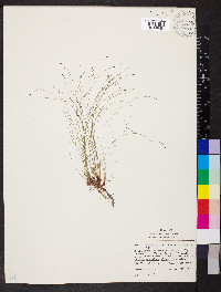 Eleocharis tenuis image