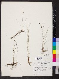 Eleocharis tenuis image