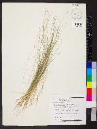 Eleocharis tenuis var. verrucosa image