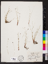 Eleocharis tenuis image