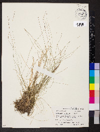 Eleocharis tortilis image