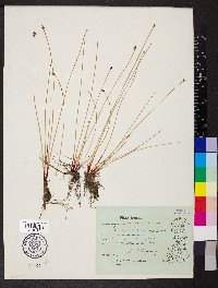 Eleocharis uniglumis image