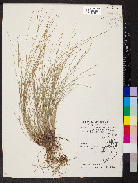 Eleocharis filiculmis image
