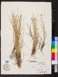 Eleocharis filiculmis image
