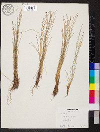 Eleocharis filiculmis image